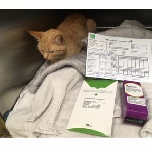 Stichting Bevordering Huisdierenwelzijn image 2