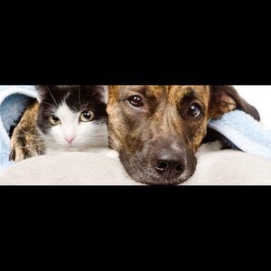 Stichting Bevordering Huisdierenwelzijn image 3