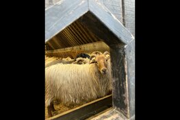 Natuurmonumenten: wil je de wolf beschermen dan moet je schapen beschermen