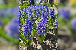 Voorjaar in Poldertuin Anna Paulowna