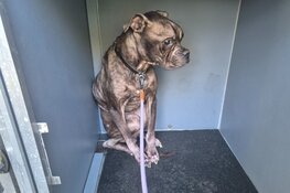 Inspecteur neemt uitgemergelde hond in beslag in Emmen; eigenaar mag zich verantwoorden bij justitie