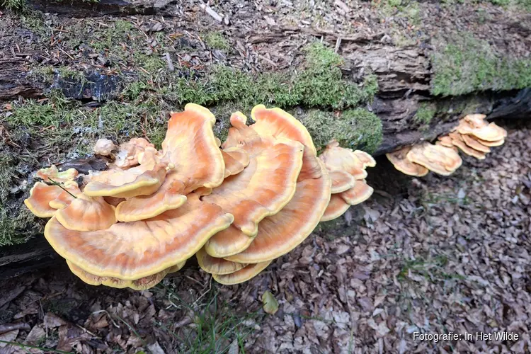 Eetbare paddenstoelen herkennen en gebruiken