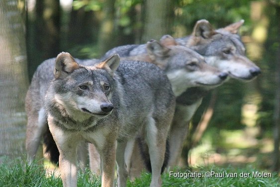Twee nieuwe wolvenroedels gevestigd in Drenthe